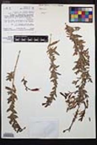 Epilobium canum image