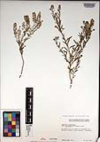 Lepidium virginicum subsp. menziesii image