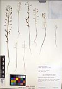 Descurainia pinnata subsp. menziesii image