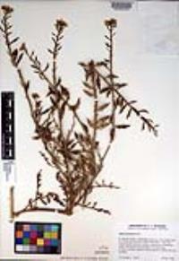 Cakile maritima image