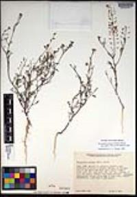 Descurainia pinnata subsp. glabra image