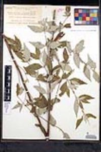 Pycnanthemum incanum image