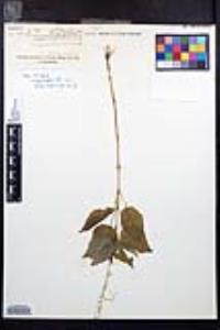 Circaea x intermedia image