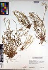 Cardamine oligosperma image