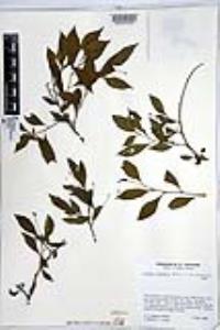 Cordia inermis image