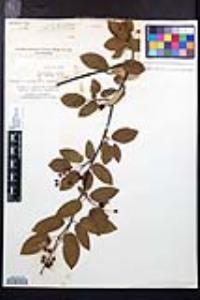 Amelanchier canadensis image