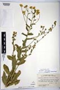 Heterotheca subaxillaris subsp. latifolia image