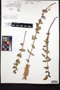 Agastache pallidiflora var. greenei image