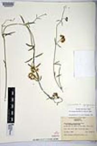 Funastrum hirtellum image