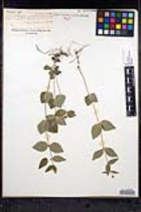 Scutellaria nervosa image