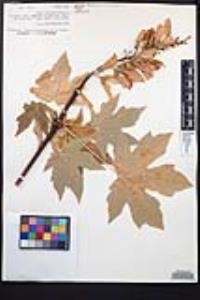 Acer macrophyllum image