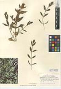 Silene parishii image