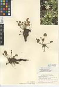 Ranunculus cymbalaria image