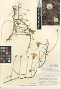 Calystegia macrostegia subsp. tenuifolia image