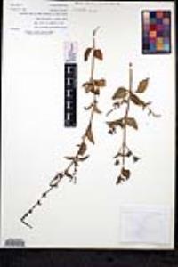 Salvia pseudomisella image