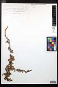 Purshia tridentata image