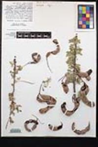 Senegalia greggii image