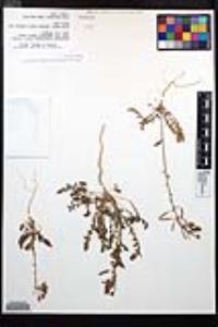 Chylismia claviformis subsp. peeblesii image