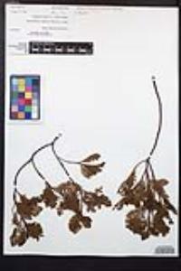 Chamaebatia foliolosa image