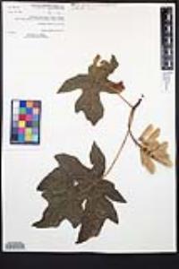 Acer macrophyllum image