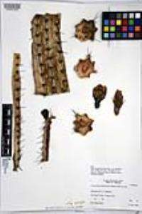 Corryocactus melanotrichus image