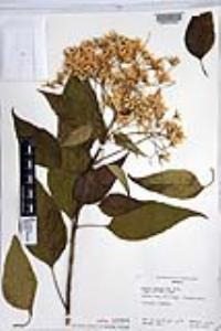 Cordia elaeagnoides image