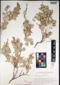 Atriplex hymenelytra image