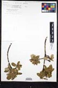 Frangula californica image