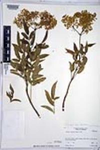 Sambucus cerulea image