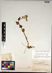 Cardamine douglassii image