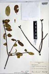 Cordia sonorae image