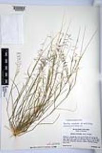 Bouteloua aristidoides image