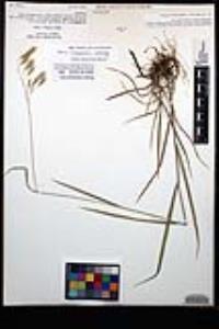 Bromus ciliatus var. richardsonii image