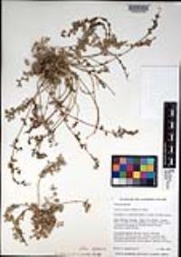 Atriplex coulteri image