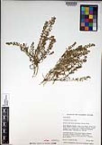 Lepidium nitidum image