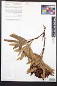 Lyonothamnus floribundus image