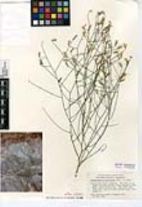 Stephanomeria pauciflora image