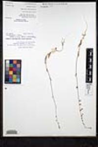 Thysanocarpus curvipes image