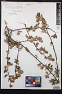 Amelanchier utahensis image