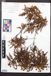 Chamaebatia australis image