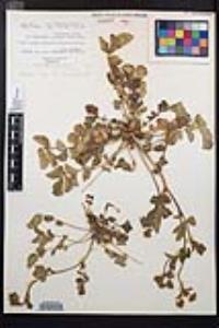 Drymocallis glandulosa var. reflexa image