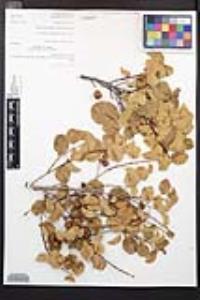 Prunus ilicifolia image