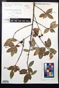 Prunus serotina var. virens image