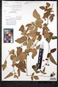 Rubus ursinus image