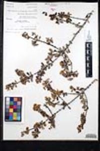 Ceanothus cuneatus var. cuneatus image
