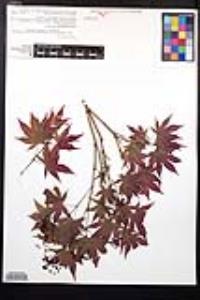 Acer palmatum image