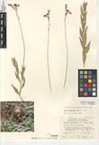 Oenothera xenogaura image