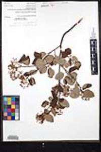 Ceanothus oliganthus var. orcuttii image