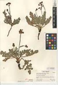 Sanicula bipinnatifida image