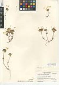 Leptosiphon parviflorus image
